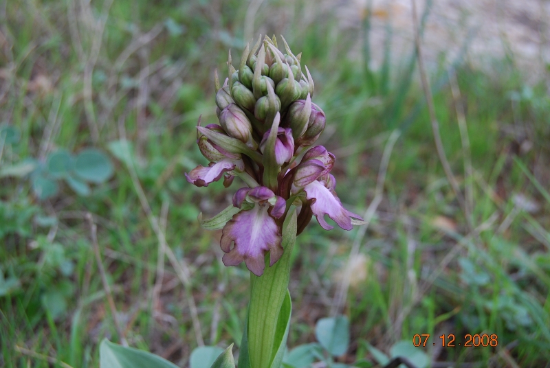 Barlia robertiana